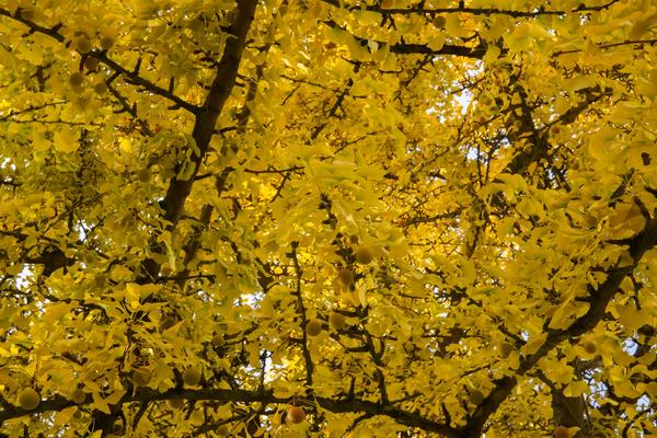 gingko tree at oxford botanic garden