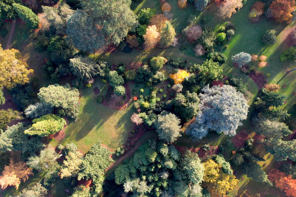 golden arboretum drone shot