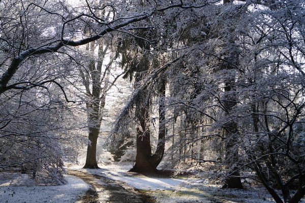 harcourt arboretum  acer glade  winter  snow