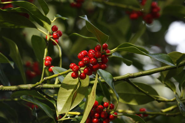 holly berries