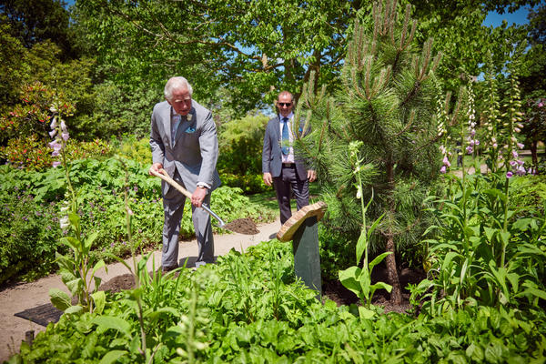 His Royal Highness The Prince of Wales plants a Black Pine