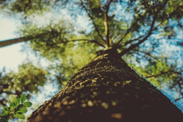 tree climbing - irene davila 45779 unsplash