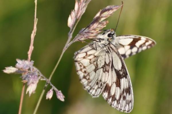 knepp estate butterfly