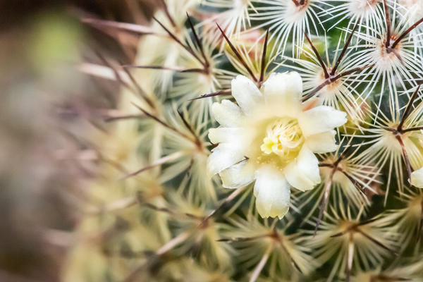 mammillaria decipiens  botanic garden  cactus  arid house  glasshouses p1010455