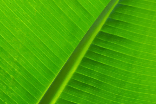 musa acuminata  botanic garden  rainforest house  glasshouse  leaf pattern