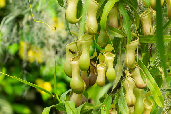 nepenthes burkei oxford botanic garden glasshouses