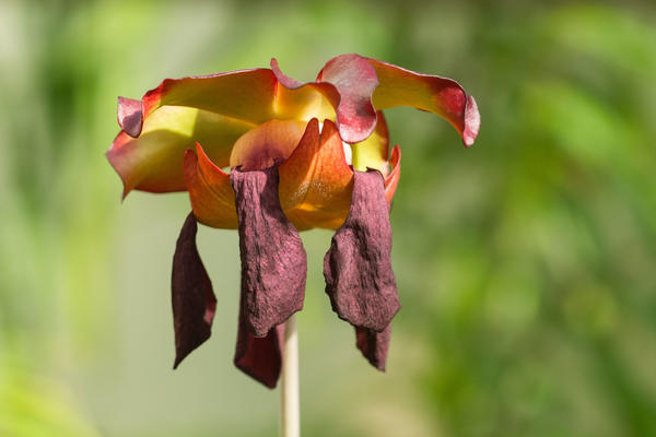 Pitcher plant flower - Oxford Botanic Garden - Glasshouses