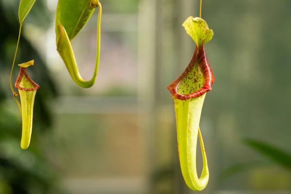 Nepenthes - Oxford Botanic Garden - Glasshouses