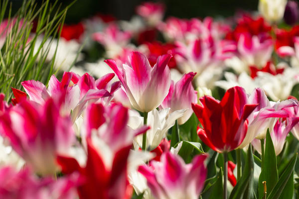 Oxford Botanic Garden - Tulips