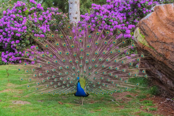 peacock  arboretum  spring