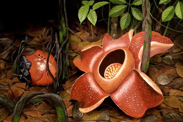 rafflesia a parasitic plant and the worlds largest flower