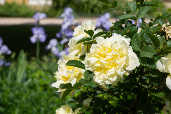rose  rosa agnes  oxford botanic garden p1011307