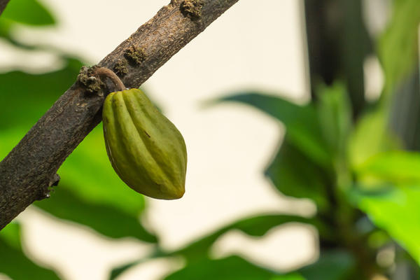 theobroma cocao  rainforest house  botanic garden  glasshouses