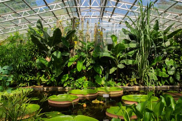 water lily house  botanic garden  summer