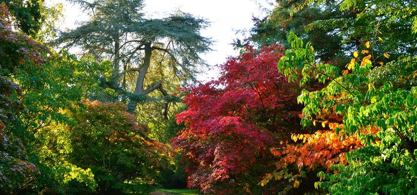 Acer Glade at Harcourt Arboretum 