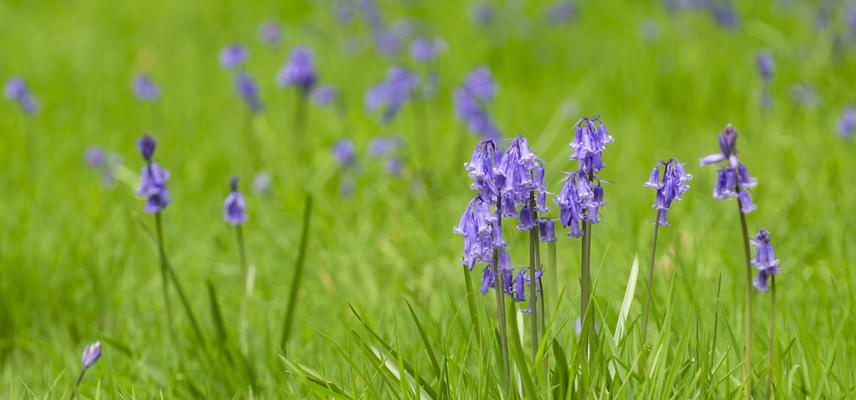 bluebell wood  harcourt arboretum  spring