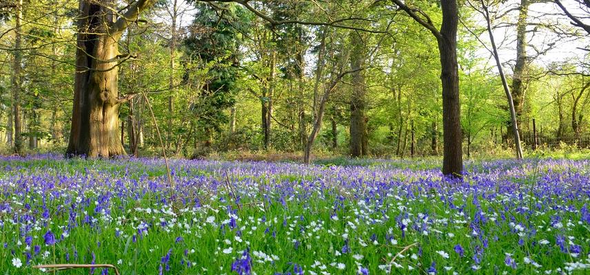 bluebells and stitchwort