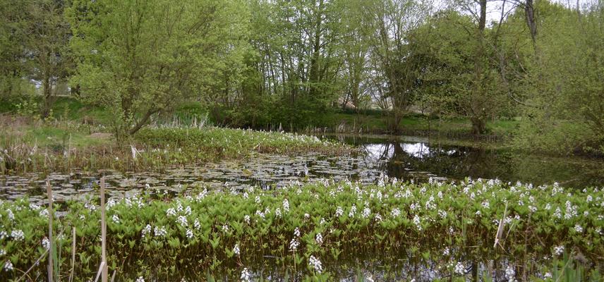 Arboretum Pond