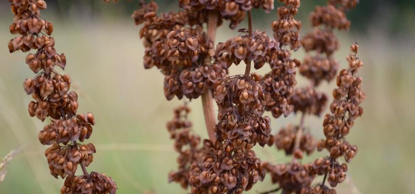 Seeds in the Meadow