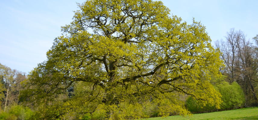 Oak Tree in the Parkland in Spring