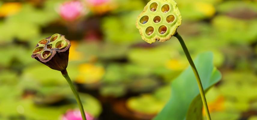 Seeds of a lotus plant