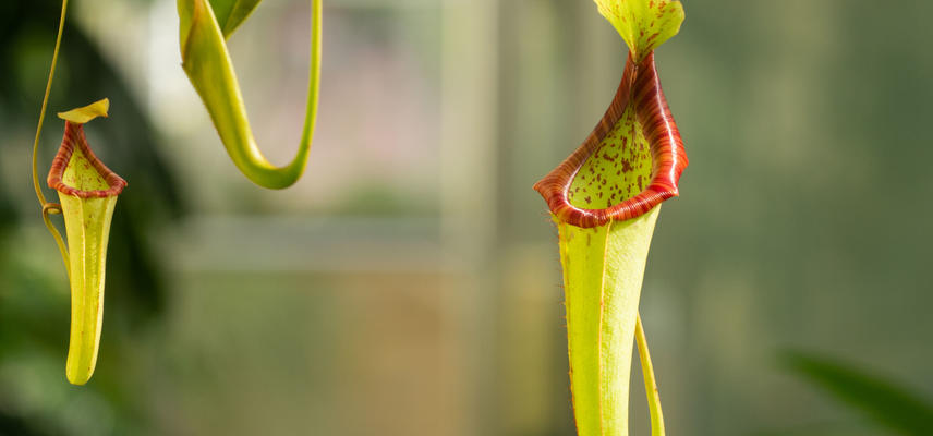 Nepenthes - Oxford Botanic Garden - Glasshouses