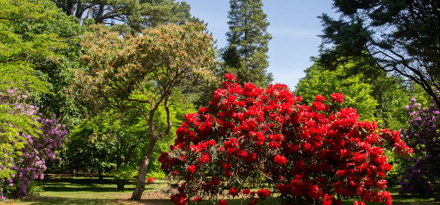 Rhododendrons - Harcourt Arboretum