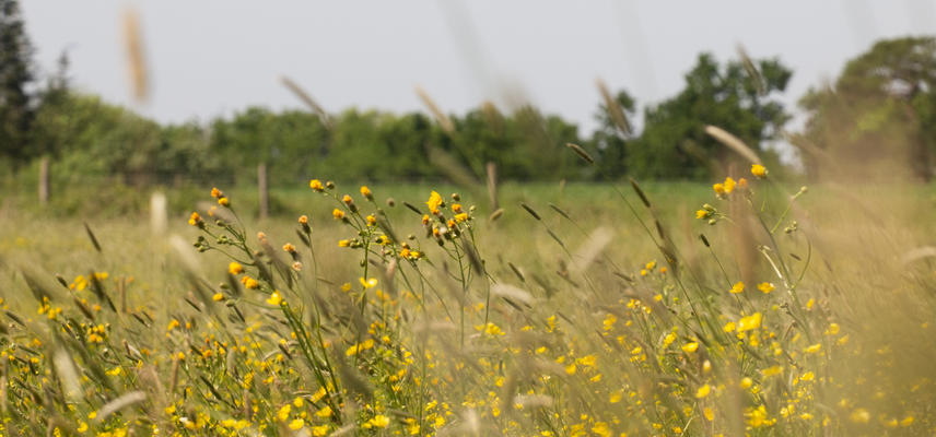 Wildflower meadows - Harcourt Arboretum 