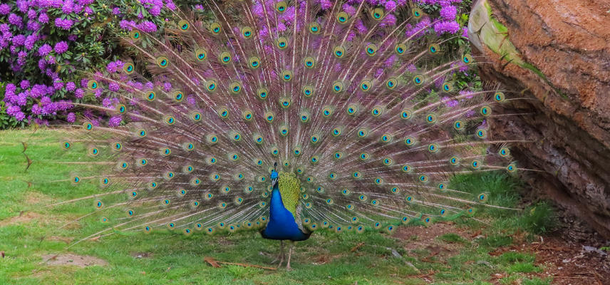 peacock  arboretum  spring