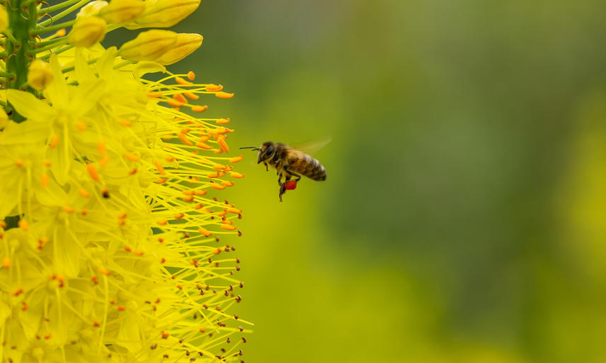 Visit The Garden Oxford Botanic Garden And Arboretum