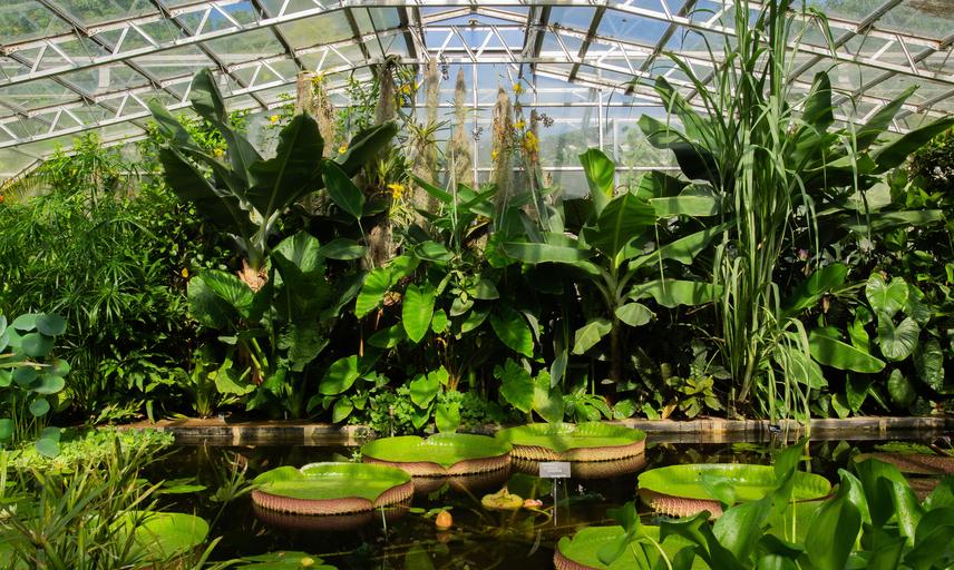 water lily house  botanic garden  summer