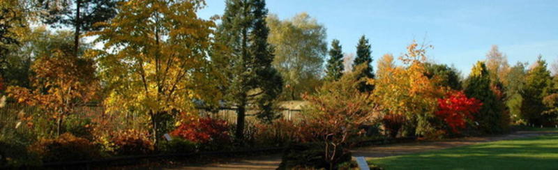 bluebell arboretum