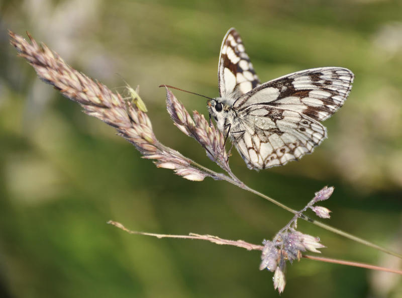 marbled white  melanargia galathea