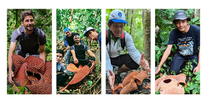 Four photos of the team with different Rafflesia, including Rafflesia bengkulunesis and R. arnoldii
