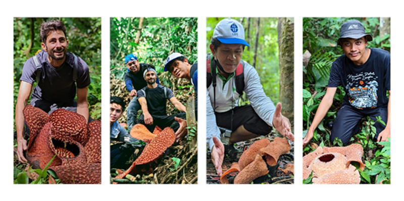 Four type of rafflesia Four photos of the team with different Rafflesia, including Rafflesia bengkulunesis and R. arnoldii
