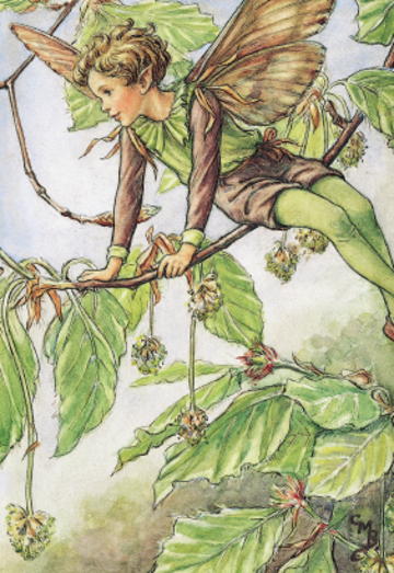 beech tree fairy