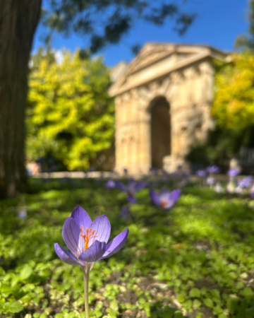 autumn crocus in the foreground with the Danby Arch in the background