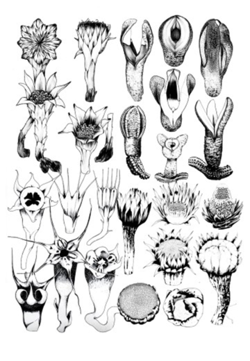 botanical oddities