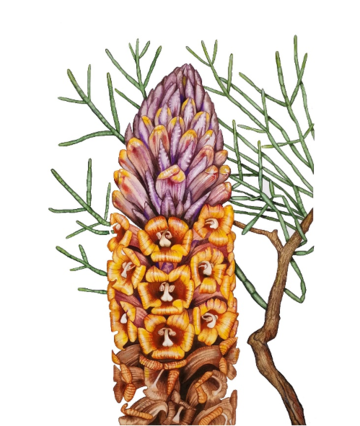 Cistanche tubulosa cistanche tubulosa