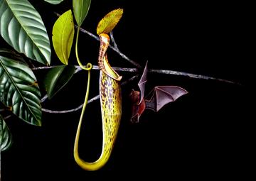 evolution of carnivorous pitcher plants