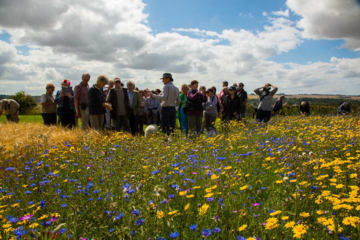 farmed tour. A group of people stand listening to someone talking, a blue sky is behind them and they are in a field abundant with flowers
