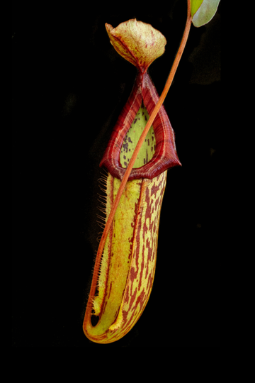 Nepenthes nepenthes