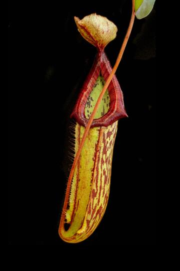 nepenthes