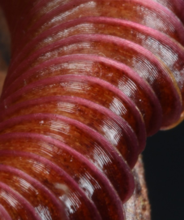 nepenthes microscopic