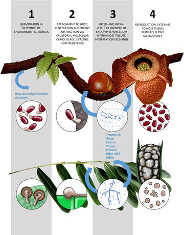 endoparasitic plant life cycle
