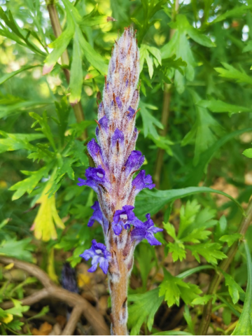 Orobanche coerulescens orobanche coerulescens