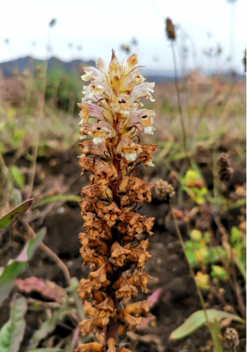 Orobanche picridis orobanche picridis