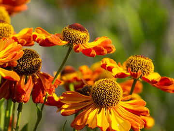 helenium rachtopaz