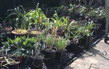 plant sale