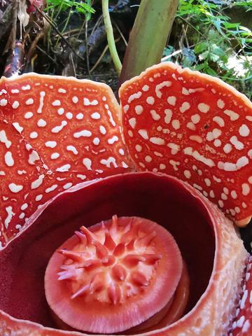 Rafflesia banaoana growing in Kalinga, The Philippines